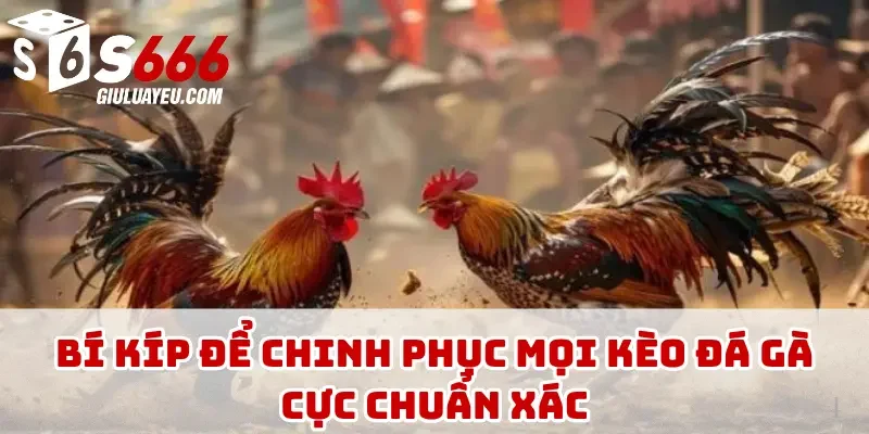 Bí kíp để chinh phục mọi kèo đá gà cực chuẩn xác